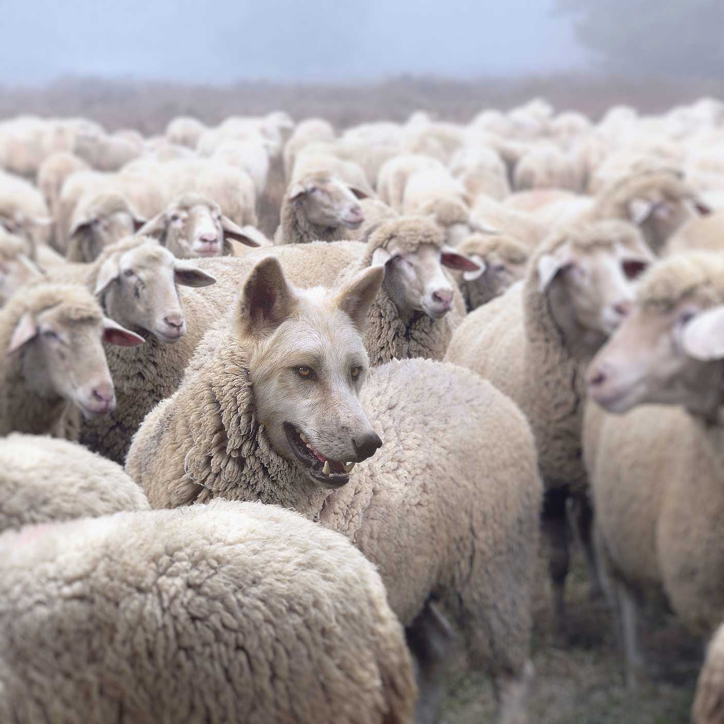 Wilk w owczym stadzie