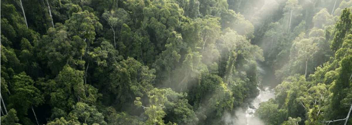 trees-and-river-in-the-middle-of-the-jungle