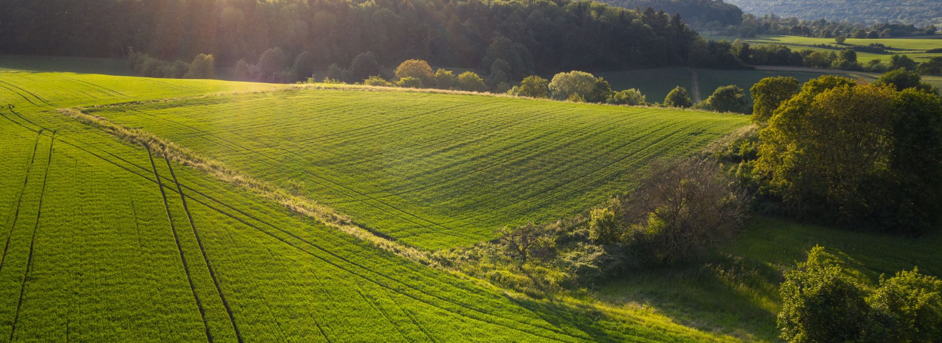 Vista di un campo verde coltivato