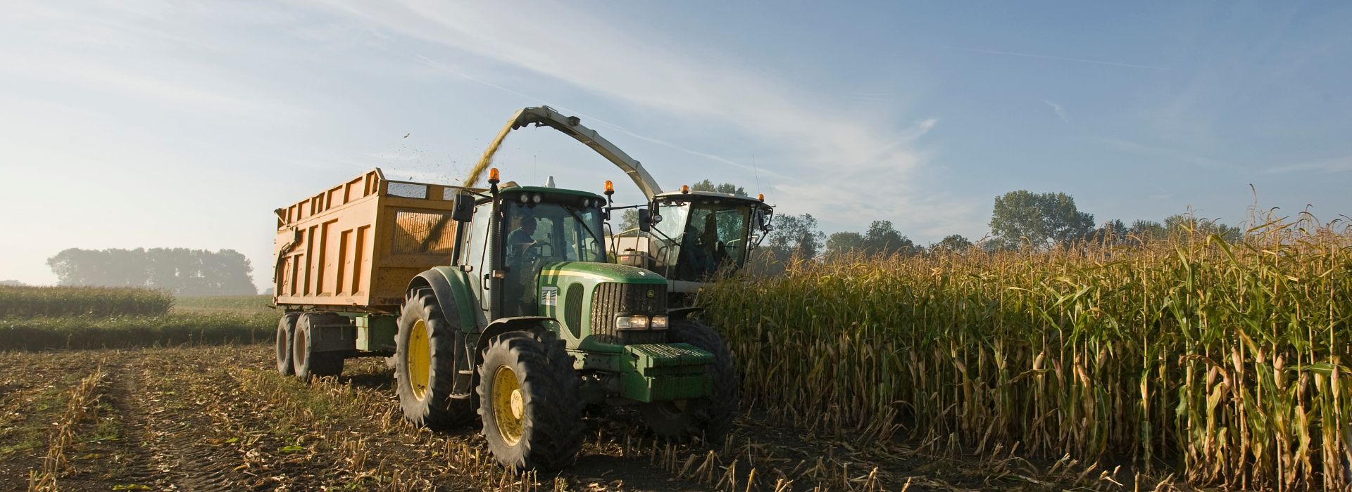 Macchinari agricoli raccolgono mais in un campo durante condizioni di caldo estremo