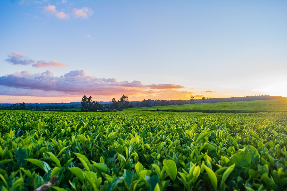 tobacco field