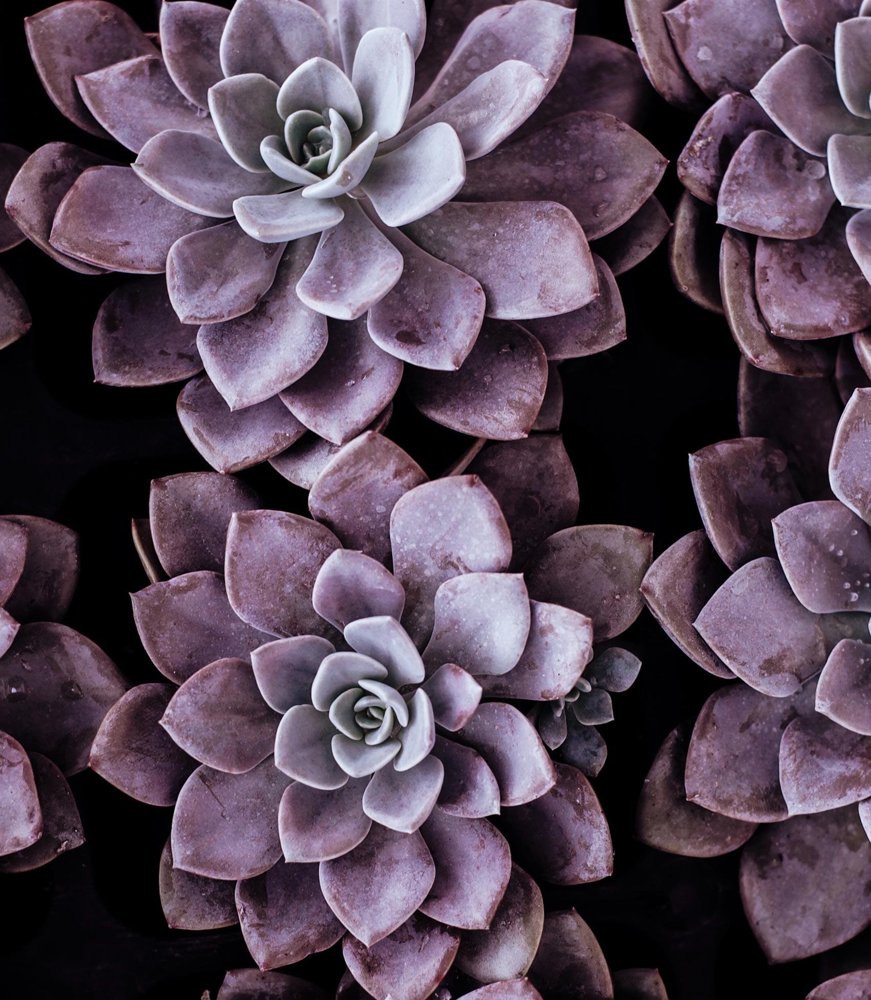 Middle East under pressure