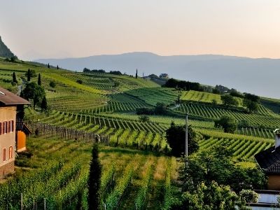 Banner report vitivinicolo